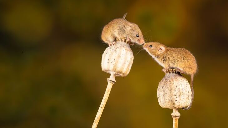 Field-mice.jpg