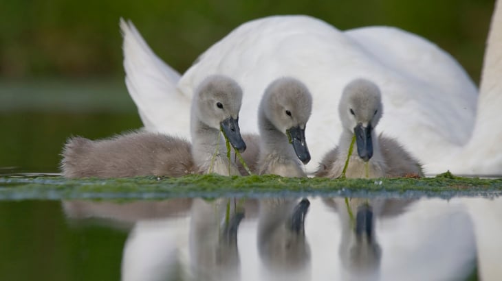 Grey-swans.jpg
