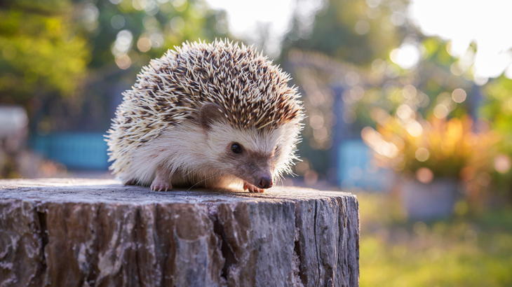 What the hedgehog tells us about interest rate forecasts