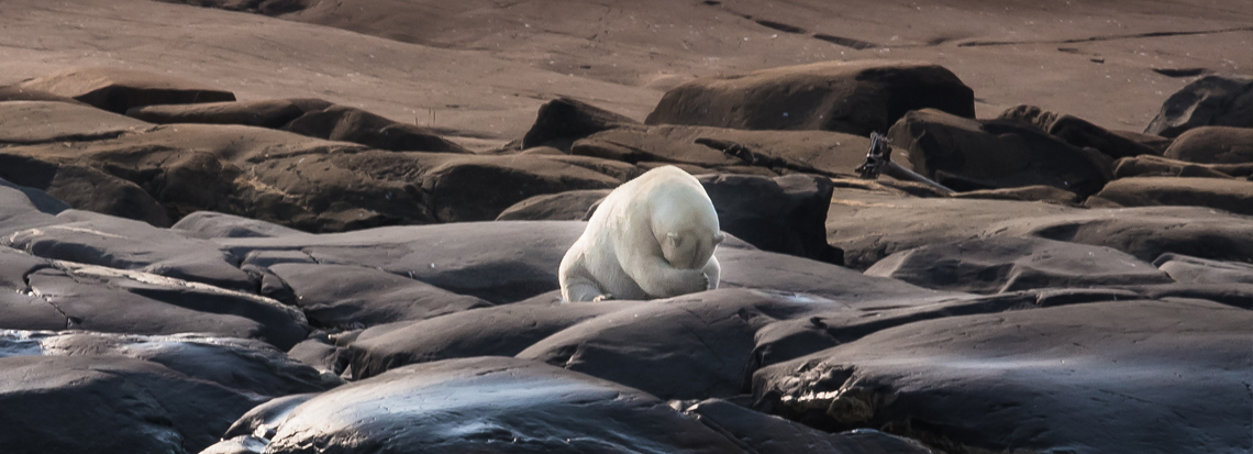 1140-x-413-polar-bear.jpg
