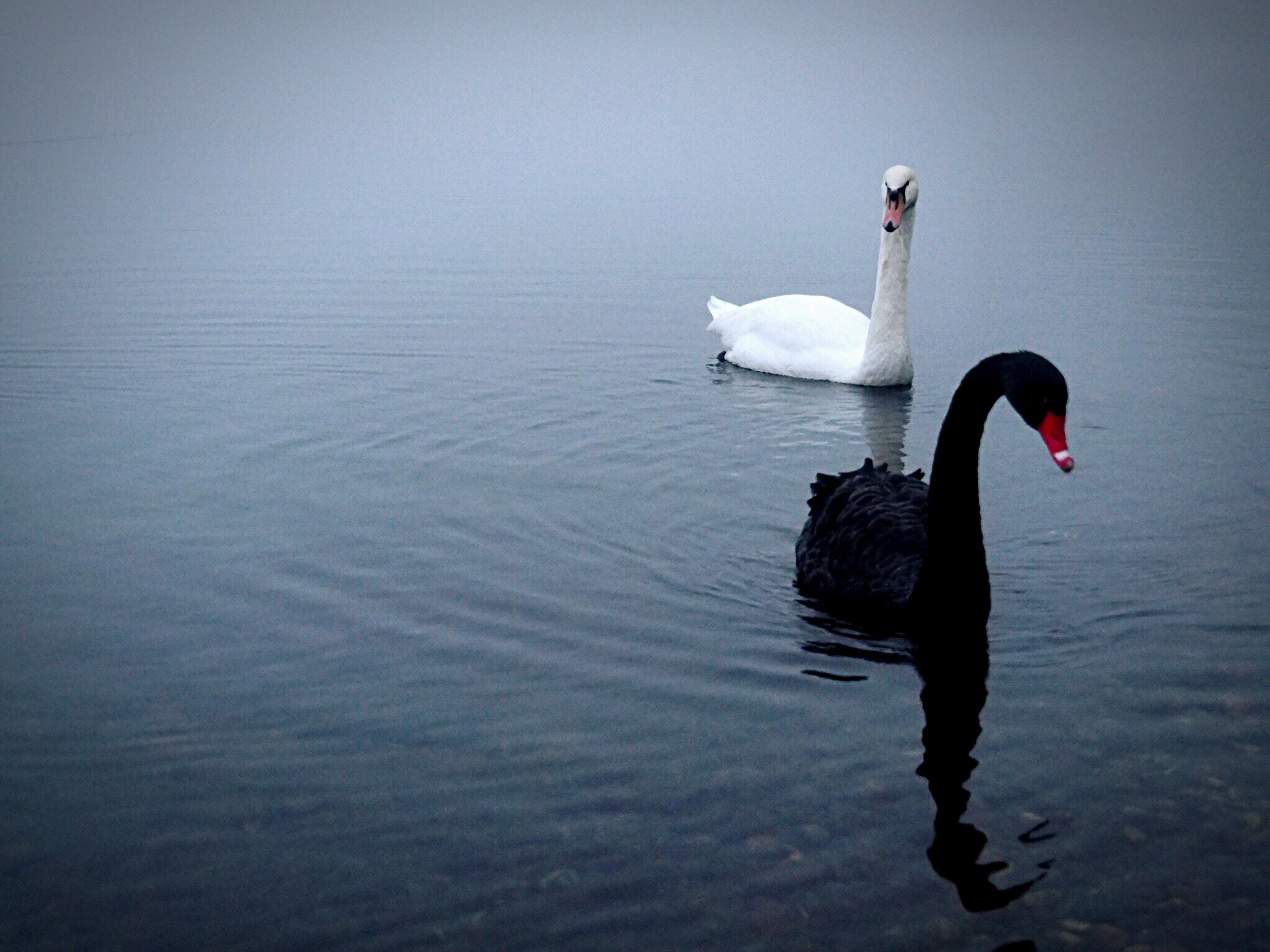 An early black swan for black gold?