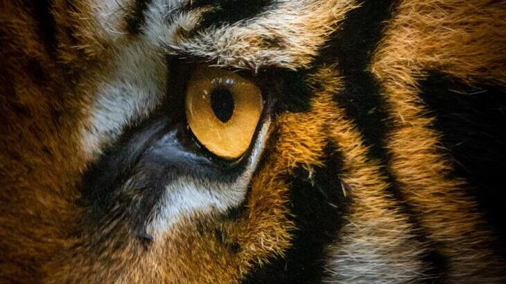 tiger-eye.jpg